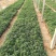 二月兰，各种宿根植物大量有货，绿化苗木一年四季提供一条龙