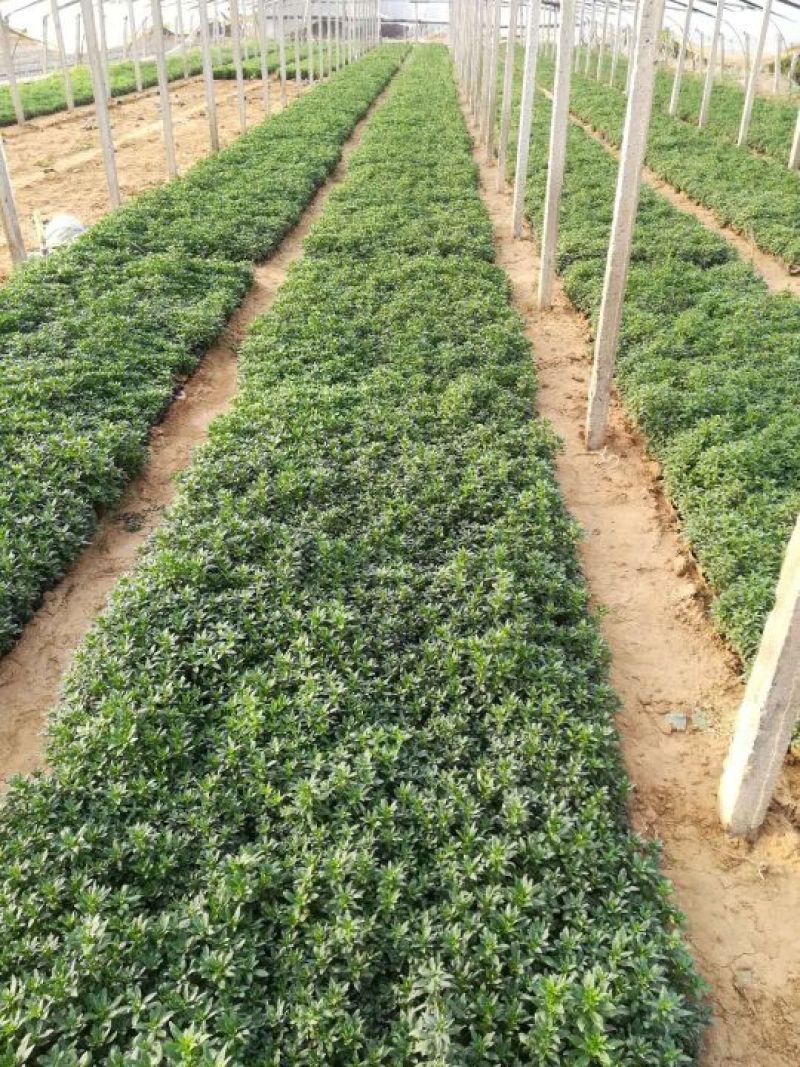 二月兰，各种宿根植物大量有货，绿化苗木一年四季提供一条龙