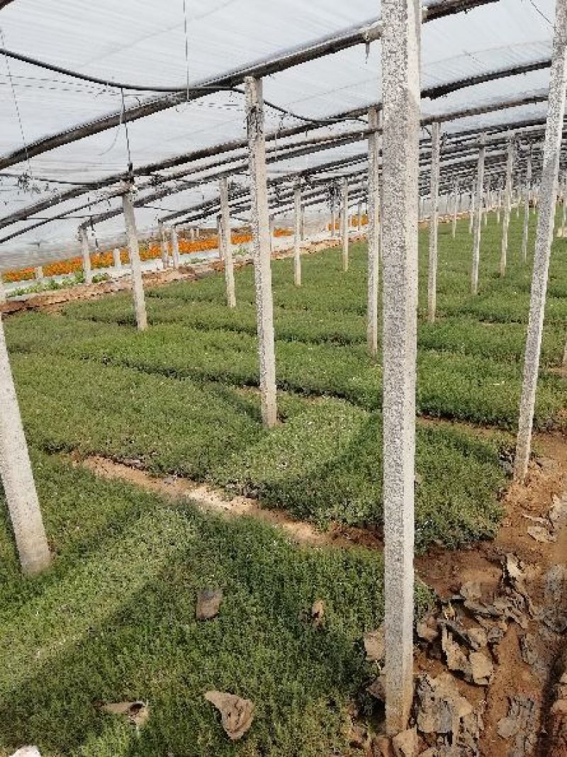 二月兰，各种宿根植物大量有货，绿化苗木一年四季提供一条龙