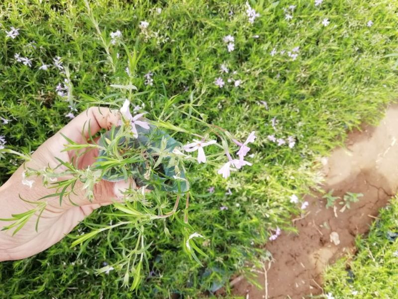 二月兰，各种宿根植物大量有货，绿化苗木一年四季提供一条龙