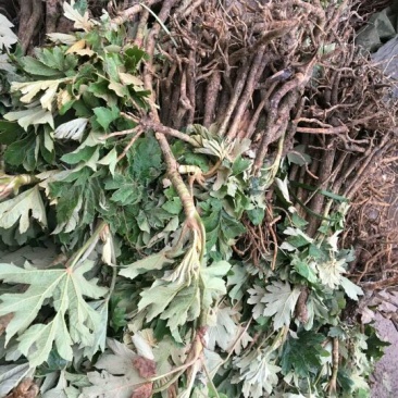 通草