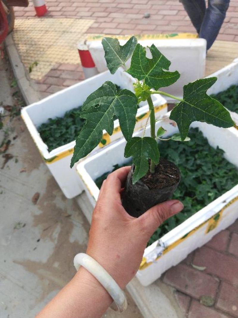 优质黄金木瓜，大青大白红肉水果木瓜，基地直销种植当年结果