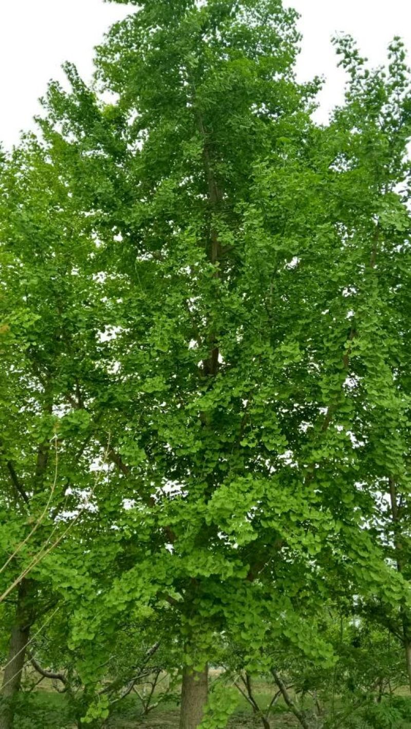 银杏树3米以上10~12cm4米以上