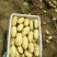 精品土豆🥔一手货源✔产地直供✔量大从优✔合作共赢✔