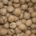 核桃30~35mm去皮干