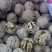 核桃30~35mm去皮干