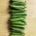 新西兰豌豆饱满