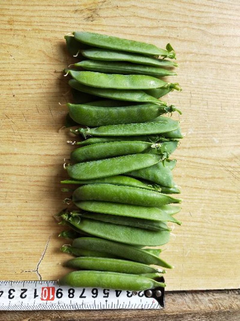 新西兰豌豆饱满