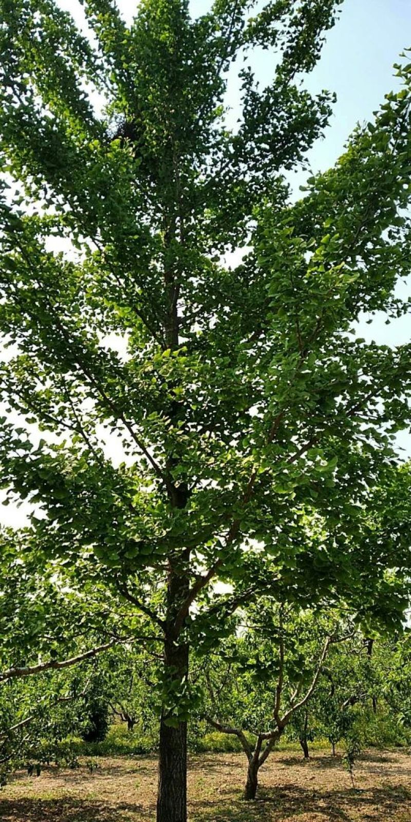 银杏树3米以上14~16cm4米以上