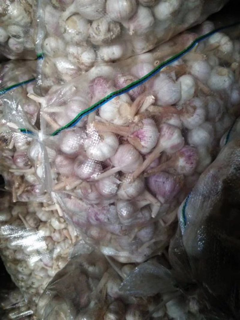 金乡红皮大蒜.支持各种精包装代发全国，天天有货