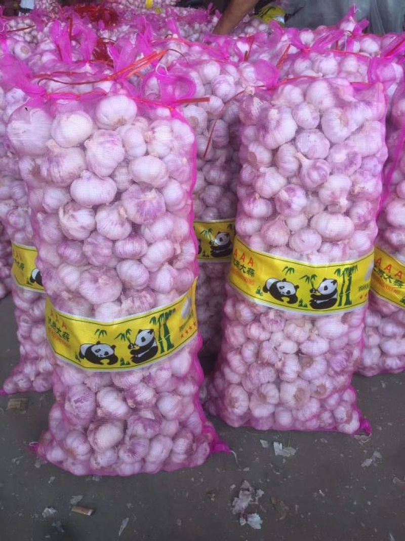 金乡红皮大蒜.支持各种精包装代发全国，天天有货