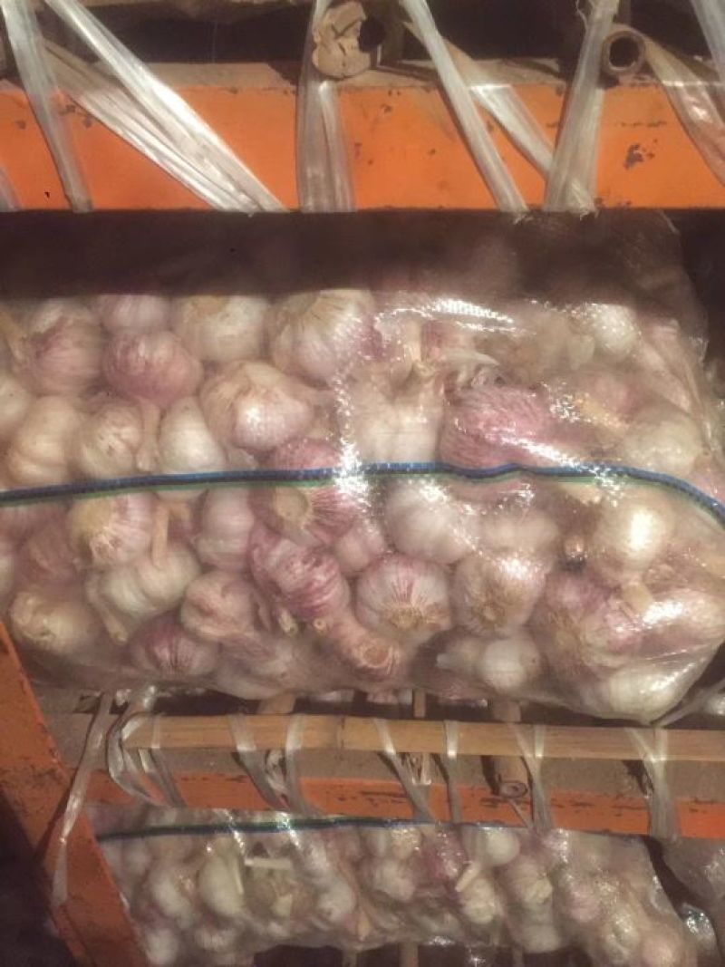 金乡红皮大蒜.支持各种精包装代发全国，天天有货