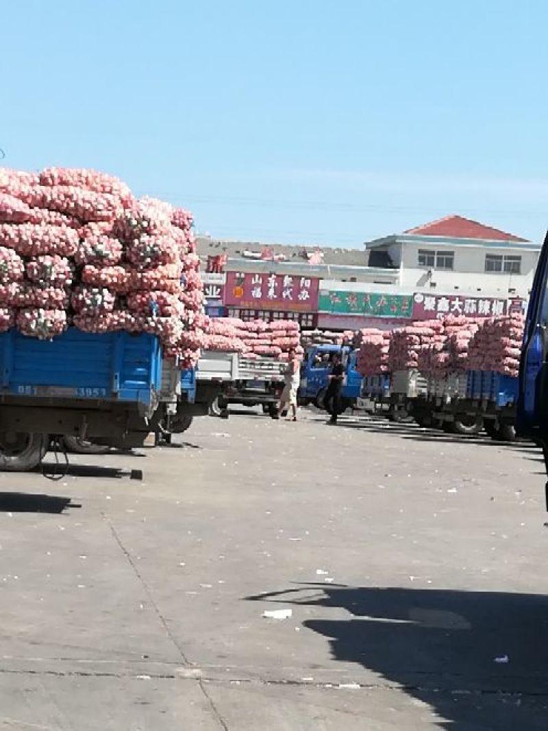 金乡红皮大蒜.支持各种精包装代发全国，天天有货