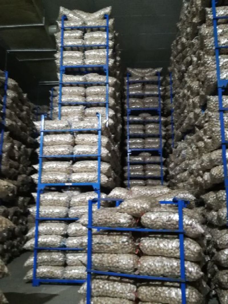 金乡红皮大蒜.支持各种精包装代发全国，天天有货