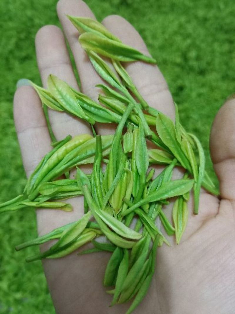 茶叶特级