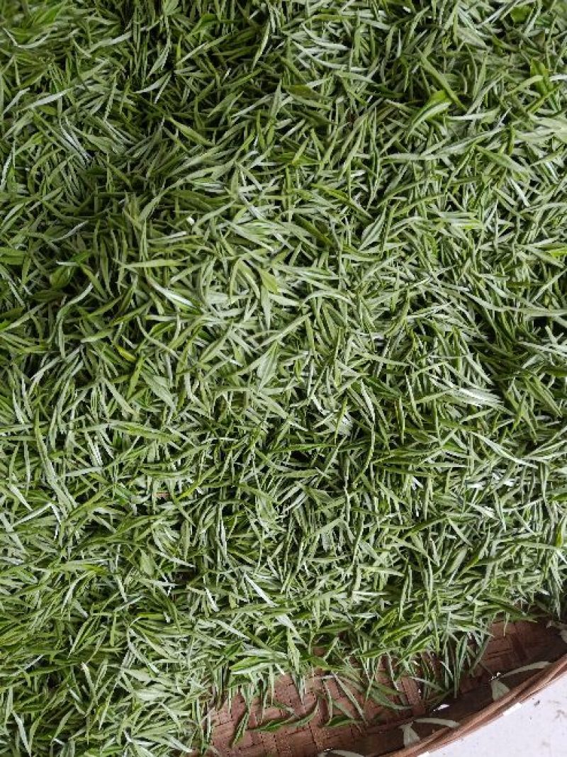 茶叶特级