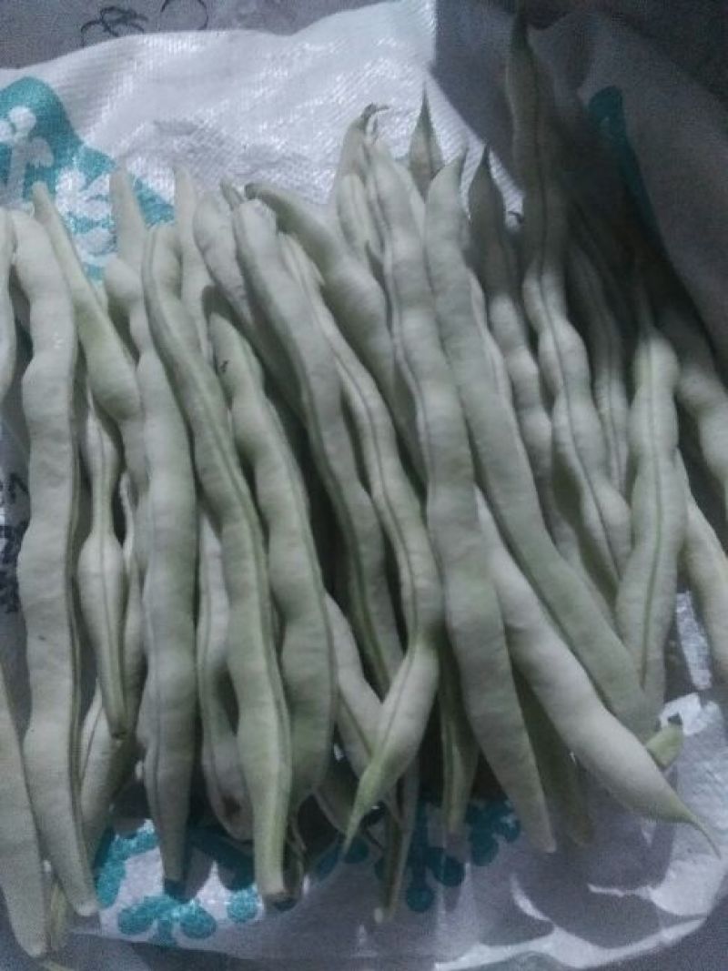 九粒白芸豆20cm以上