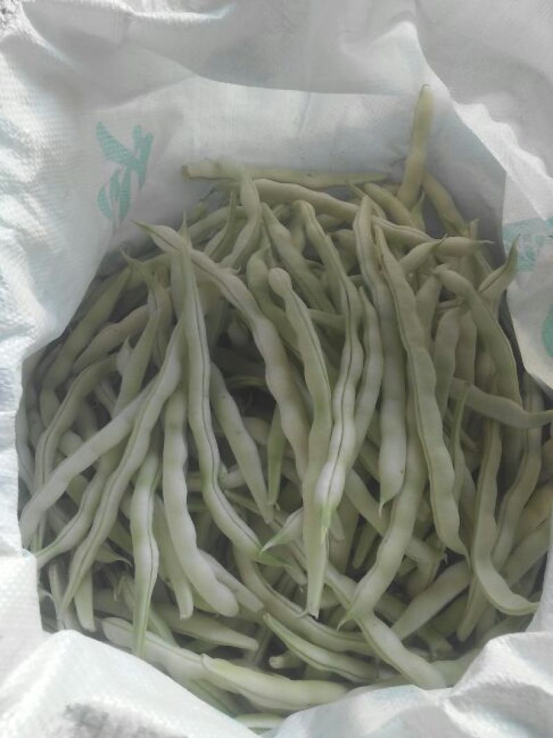 九粒白芸豆20cm以上