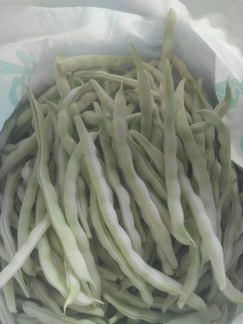 九粒白芸豆20cm以上