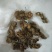 八角莲湖北1公斤起批无硫无添加不包邮正品