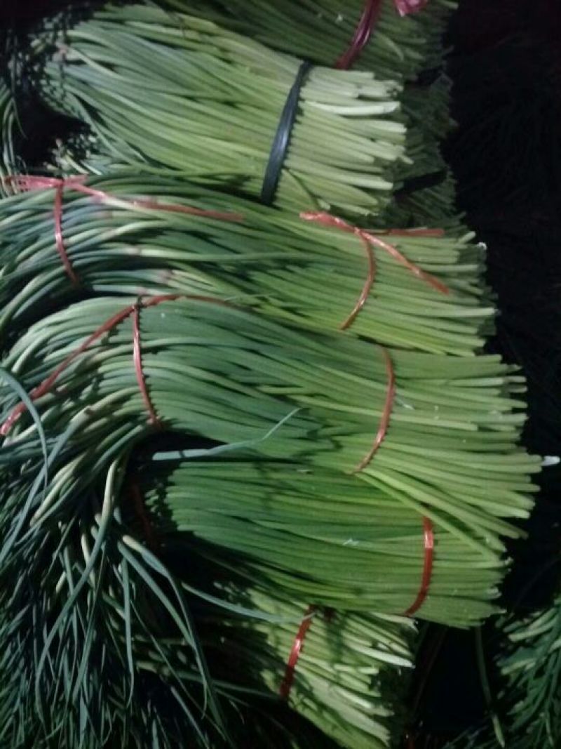 金乡红毛蒜薹精品50~60cm