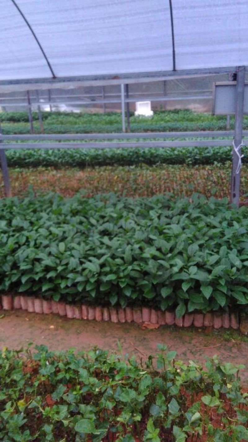 黄金百香果苗20~30cm