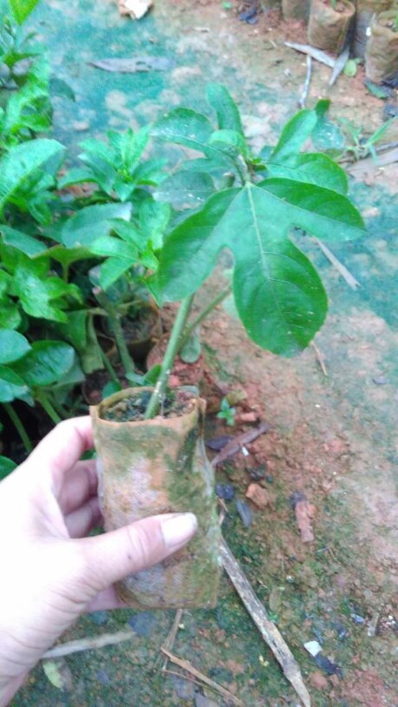 黄金百香果苗20~30cm