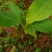 香蕉苗粉蕉苗