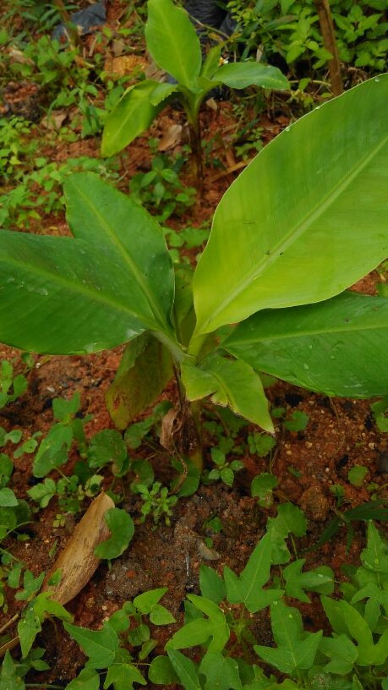 香蕉苗粉蕉苗