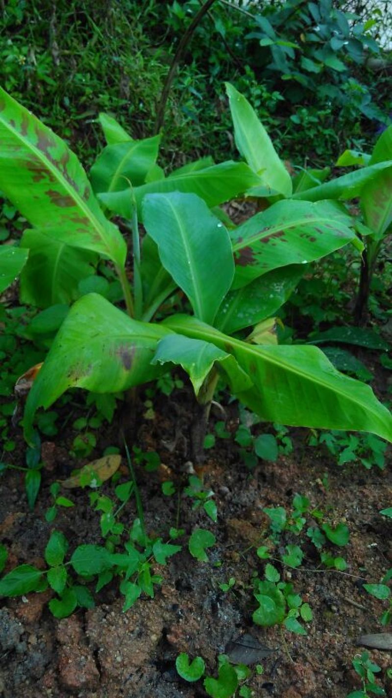 香蕉苗粉蕉苗