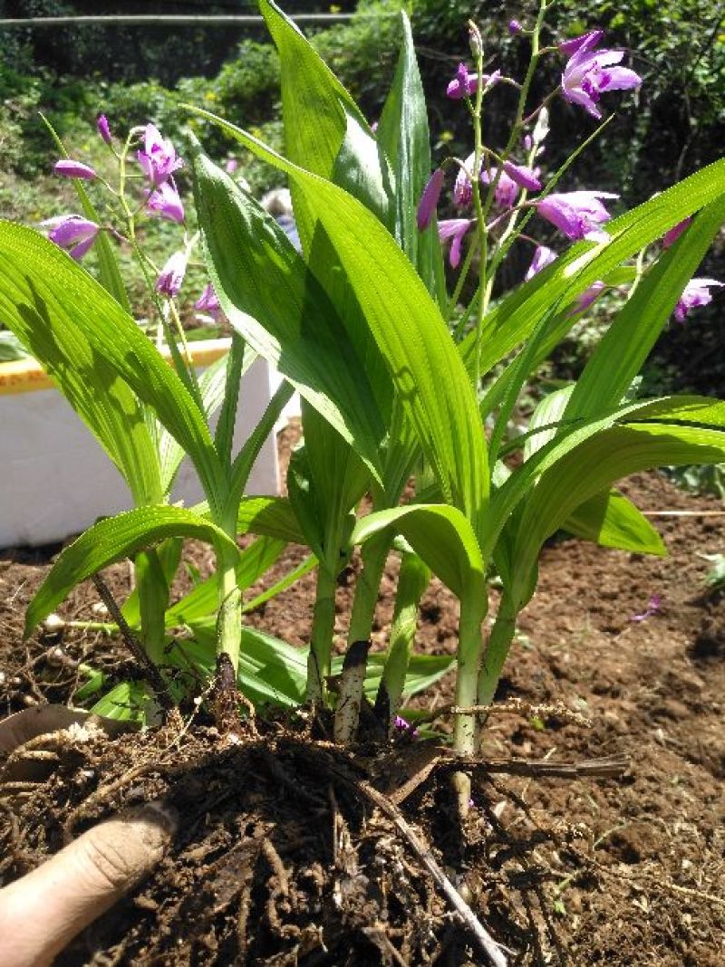 三叉白芨种苗野生三叉白及种苗20cm以下