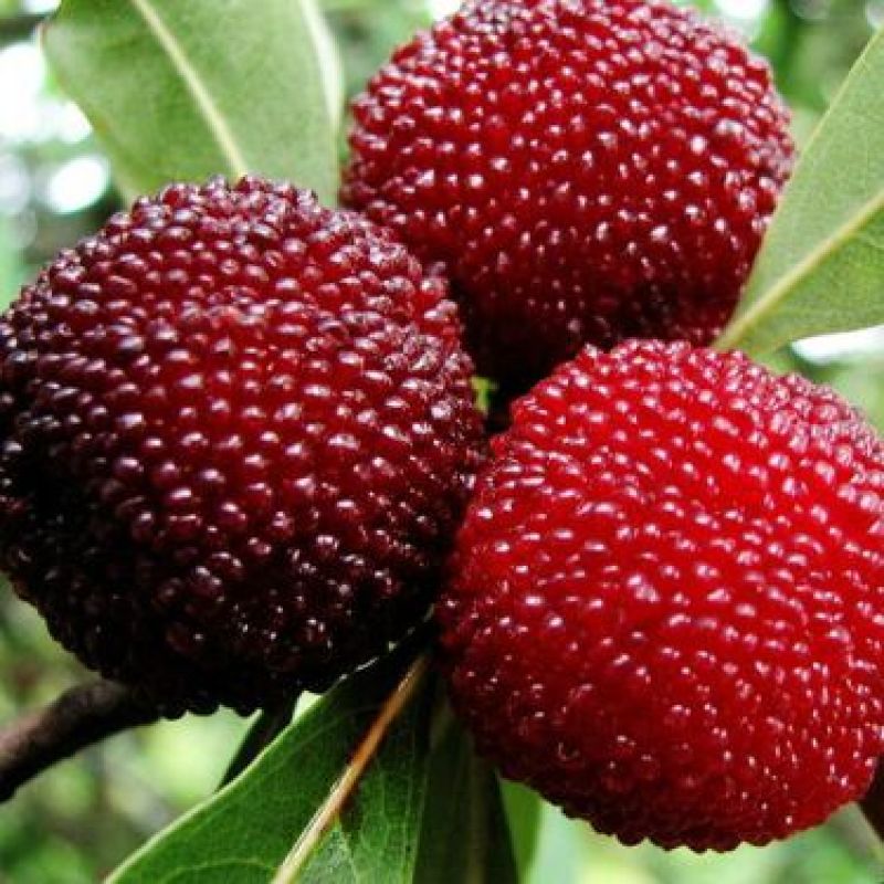 东魁杨梅嫁接苗30~50cm直生苗需要的联系我