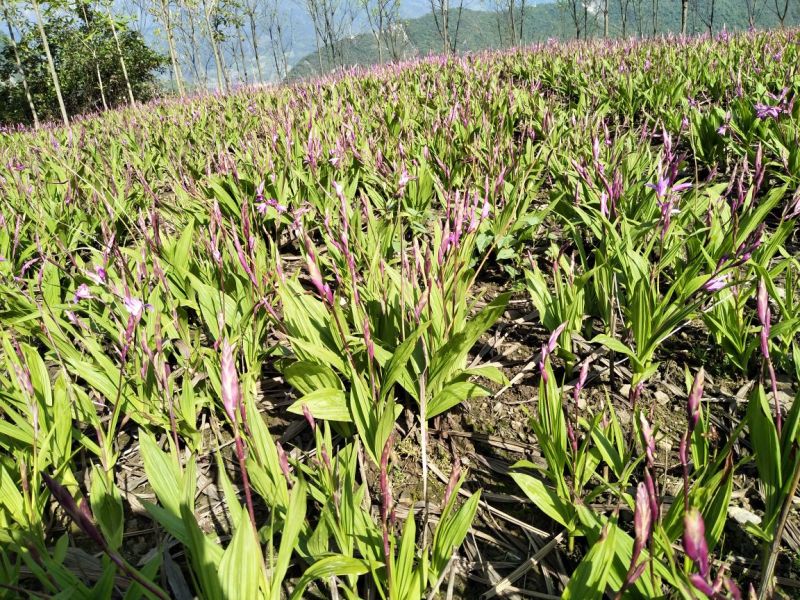 白芨通货鲜货