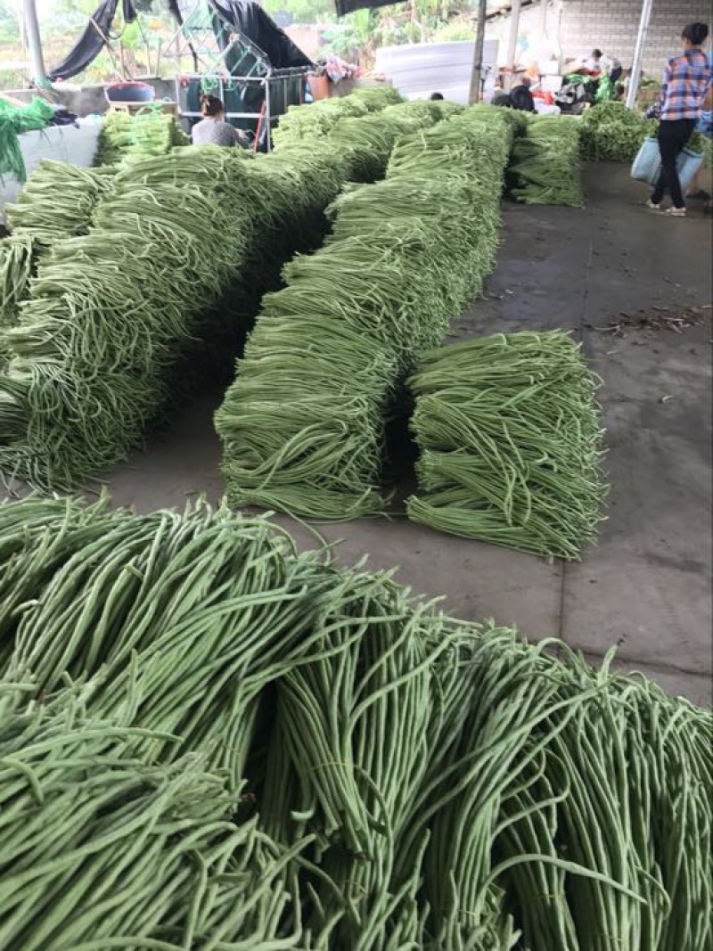 长豆角50厘米以上