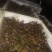 龙虾苗人工养殖