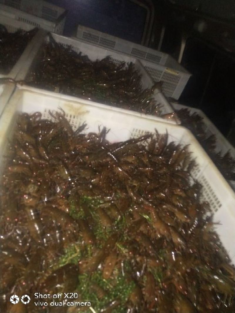 龙虾苗人工养殖