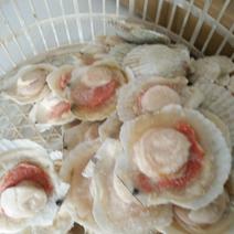 虾夷扇贝食用冰冻20~30只/kg