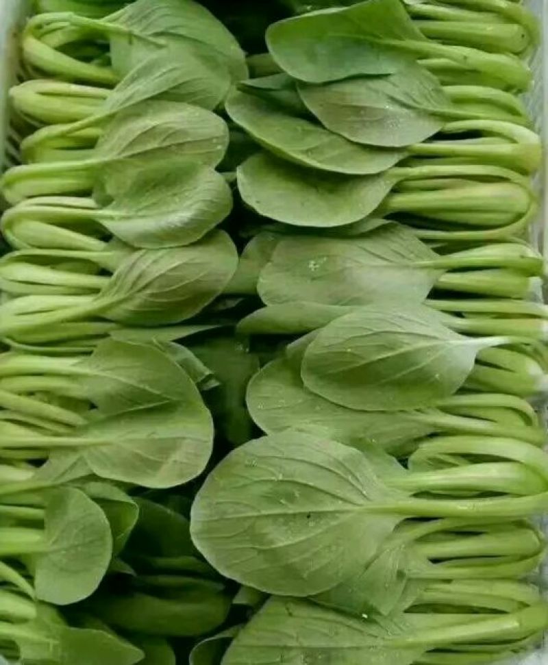 大、中、小颗小青菜，上海青，食堂菜。各种杂菜。长年不断货
