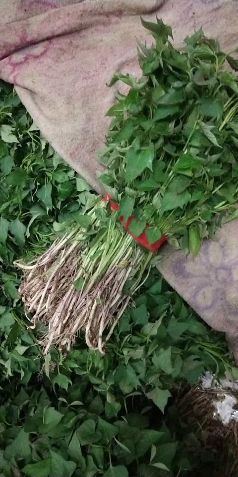 豫薯166-7红薯苗豫薯13.商薯19.红苏8.烟薯等
