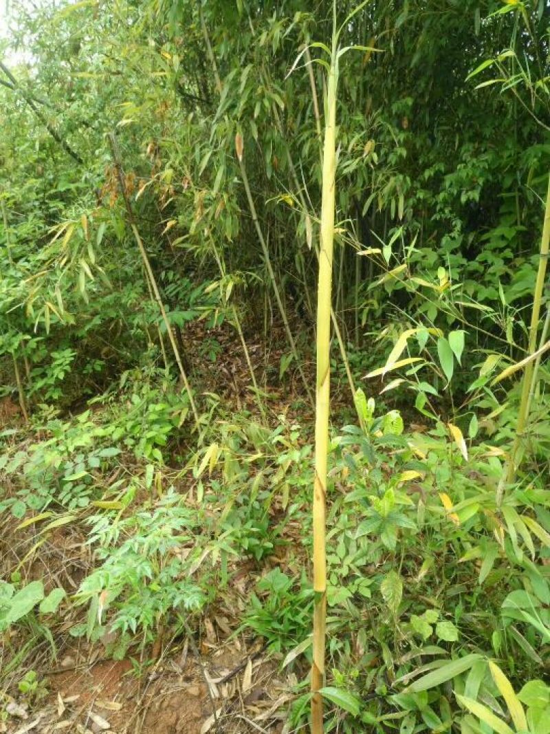 淡竹1~2m