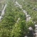 胶东卫矛，分枝多，冠副大，产地直供，支持现场看苗