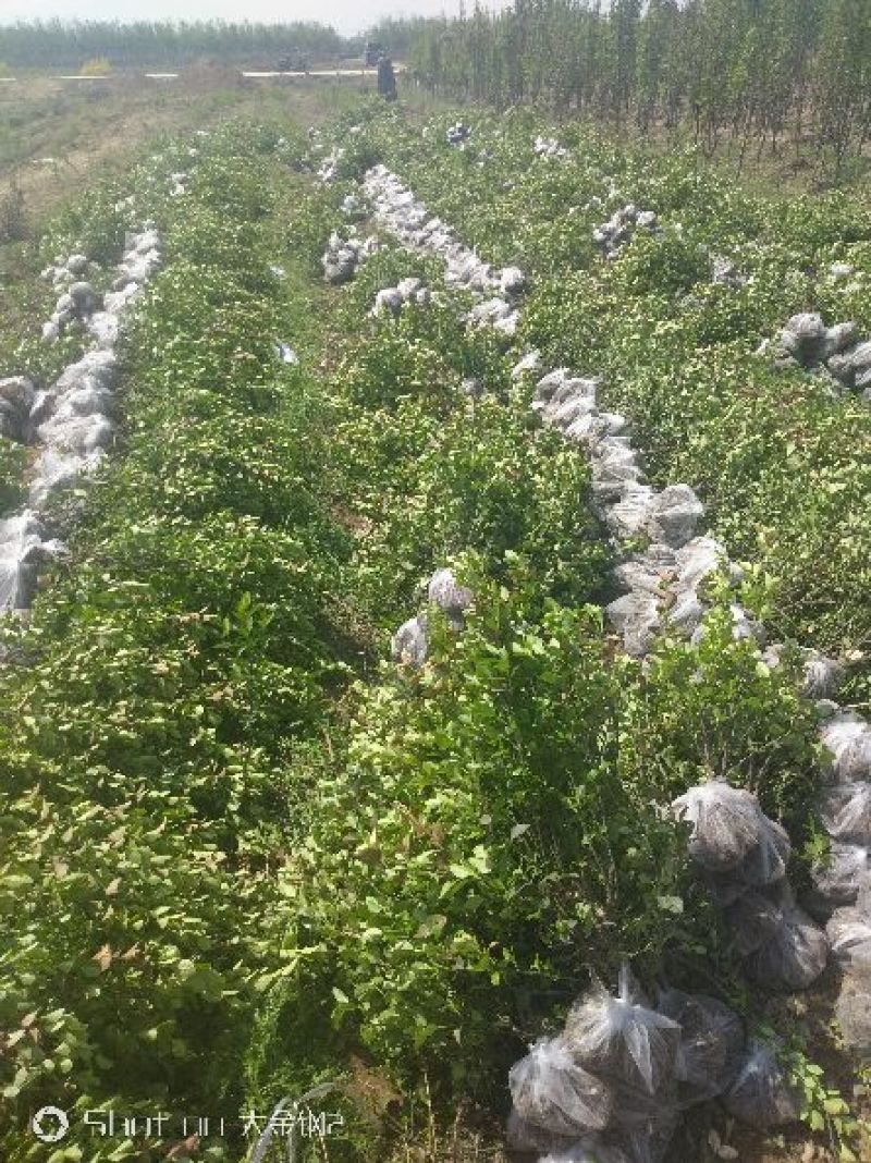 胶东卫矛，分枝多，冠副大，产地直供，支持现场看苗