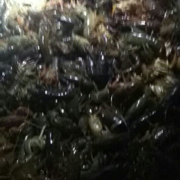 龙虾16~20只/kg