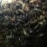龙虾16~20只/kg