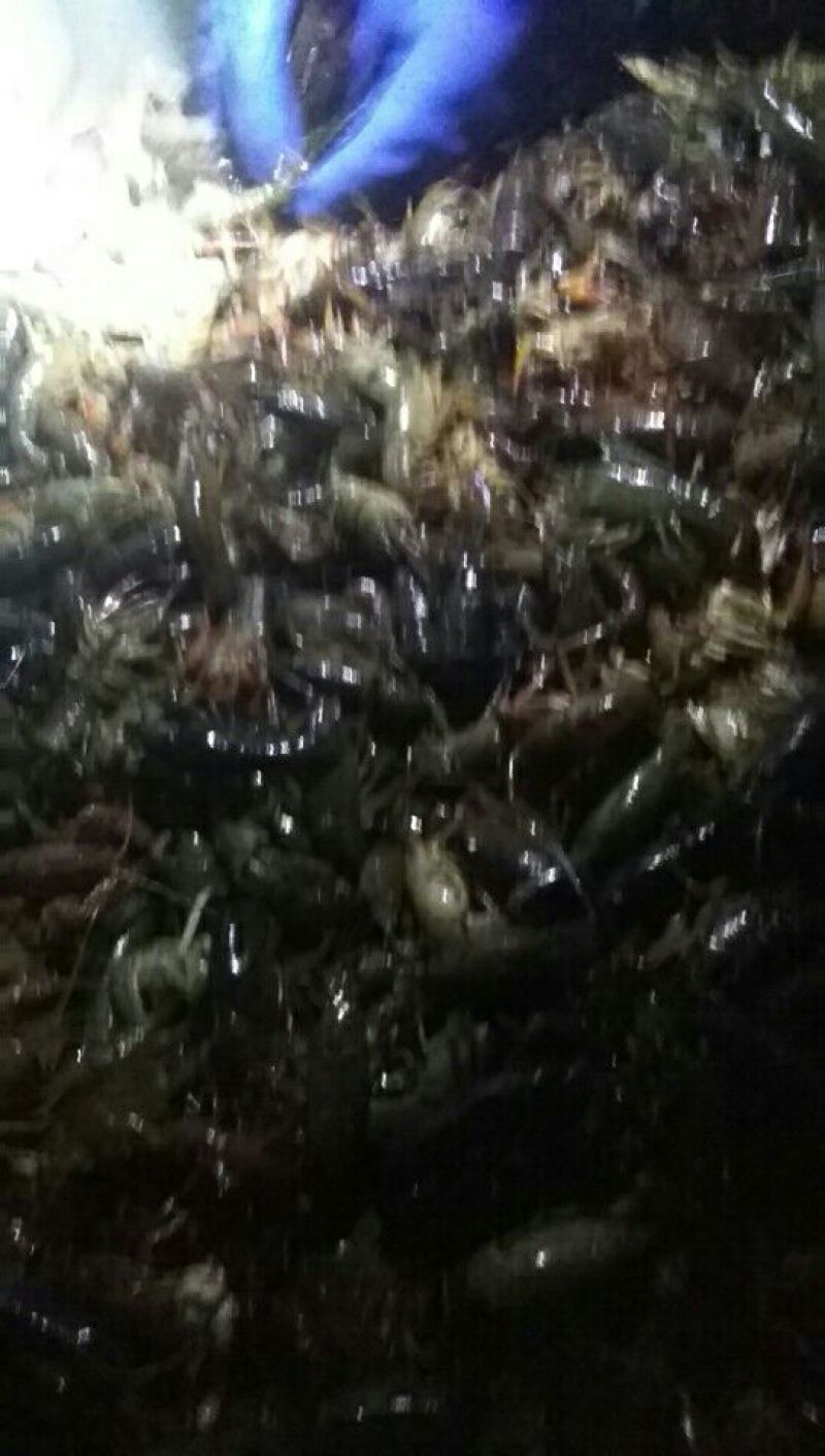 龙虾16~20只/kg
