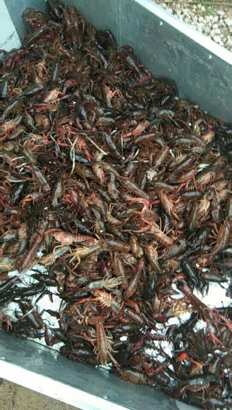 龙虾16~20只/kg