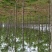 栾树8~10cm6~8cm3~3.5米
