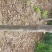 栾树8~10cm6~8cm3~3.5米