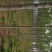 栾树8~10cm6~8cm3~3.5米