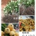 枇杷树苗30~50cm